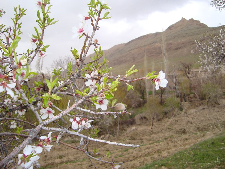 شکوفه های بادام